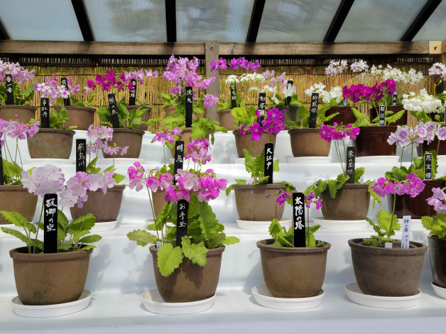 横浜・三溪園　さくらそう展